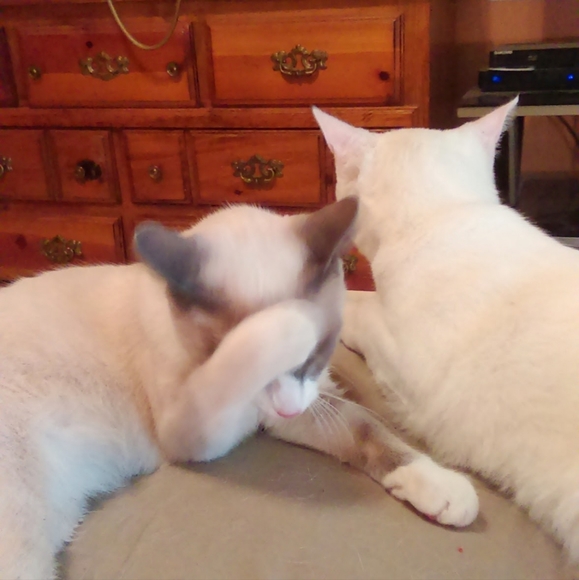 Meet your Posher, Mary - Picture 5 of 16